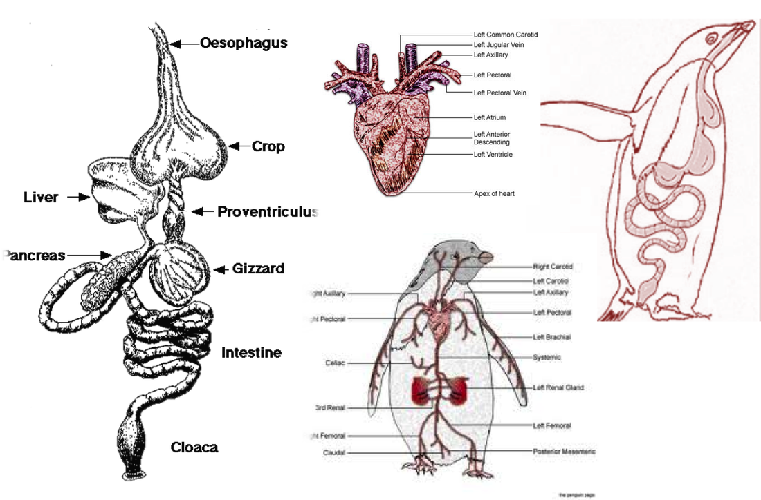 penguin heart anatomy